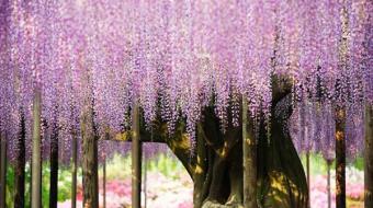 Золотое кольцо Японии. Май